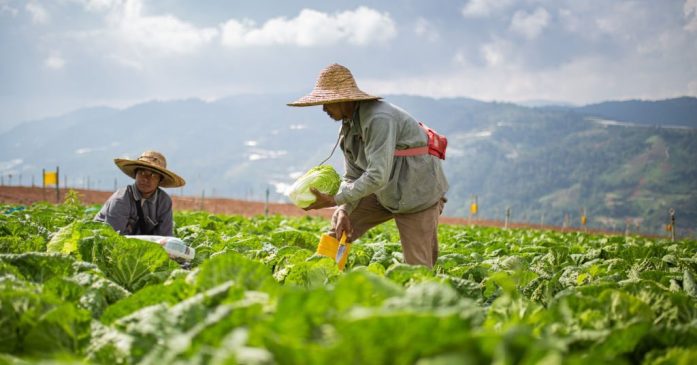 Two Asian male farmers harvesting and packing cabbage on fields
